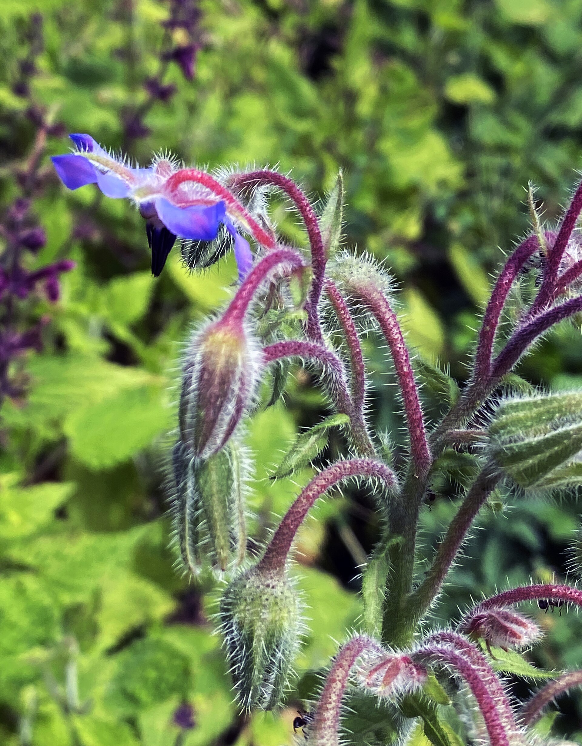 Borraja en flor, flor azul de estrella sobre tallos llenos de pelos duros