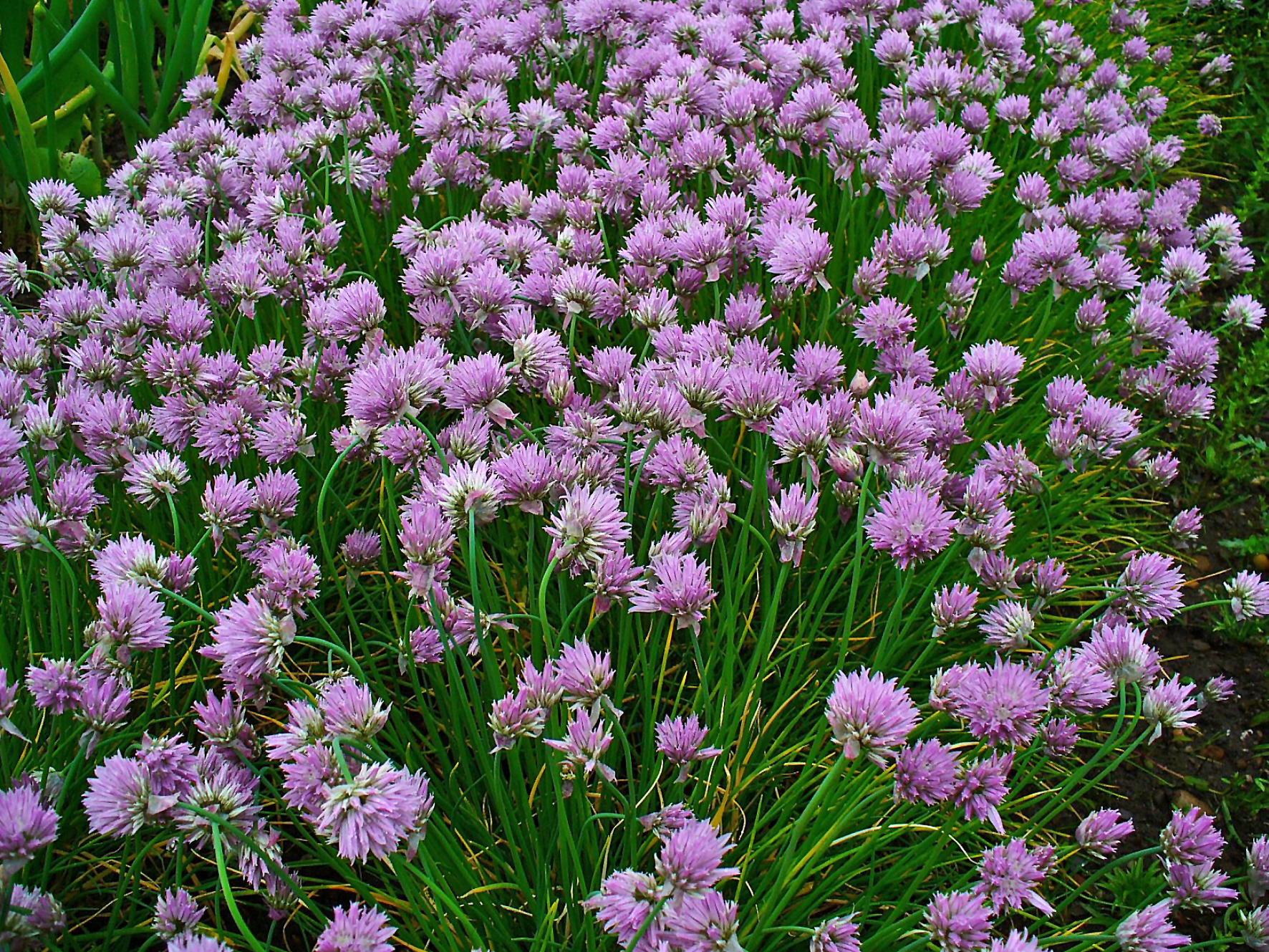 Una mata de cebollín en flor, tallos verdes delgados y cabezas de flor moradas