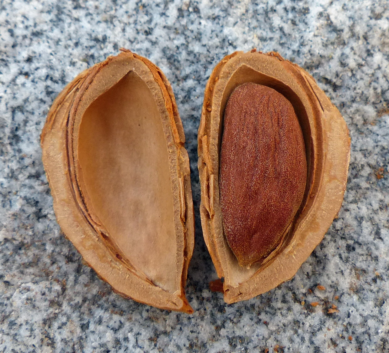 Una almendra dentro de la cáscara abierta, con su piel café