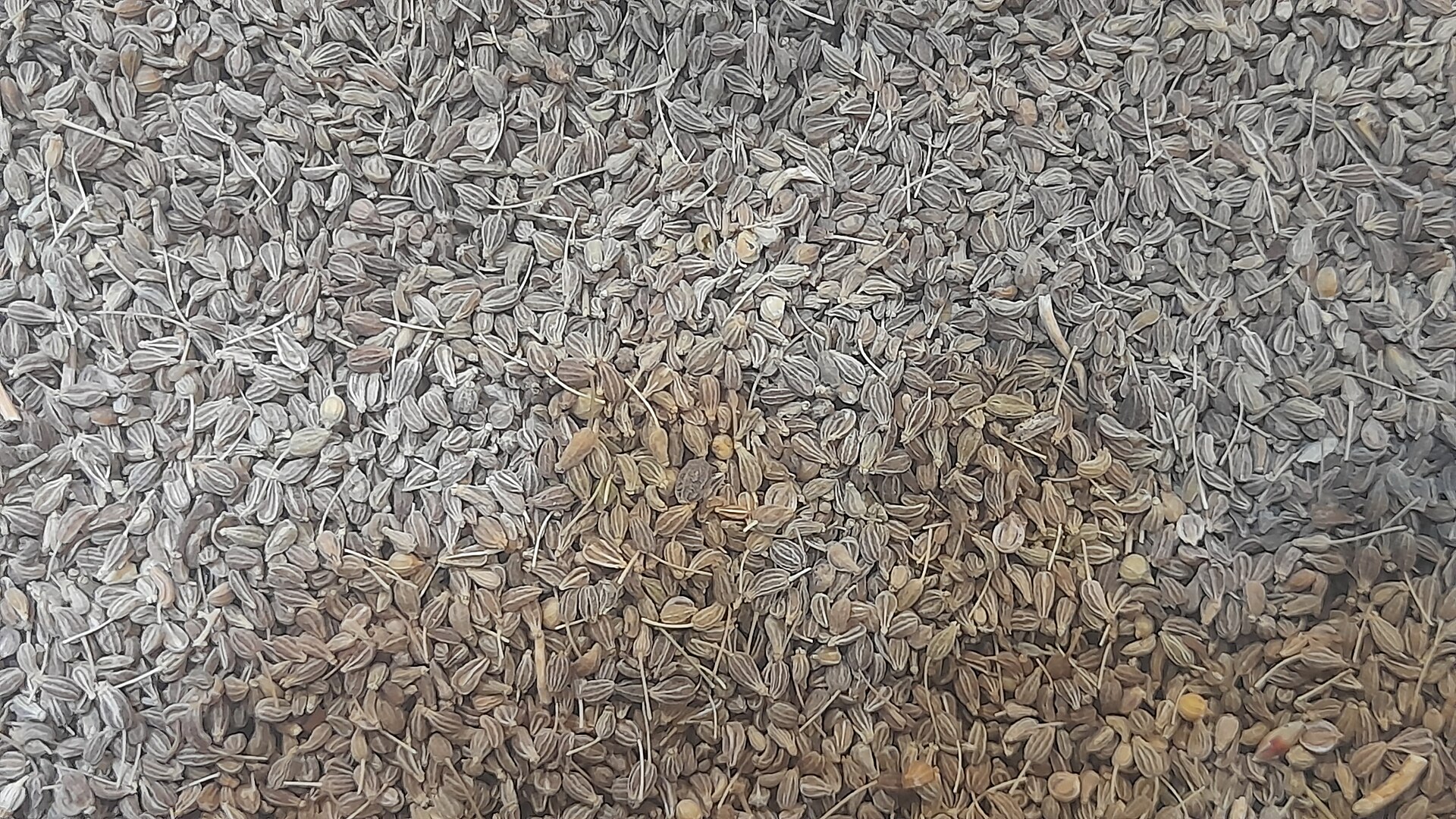 Semillas enteras de anís muy juntas, gris verdosas, con costillas a lo largo y muchas con su tallito delgado