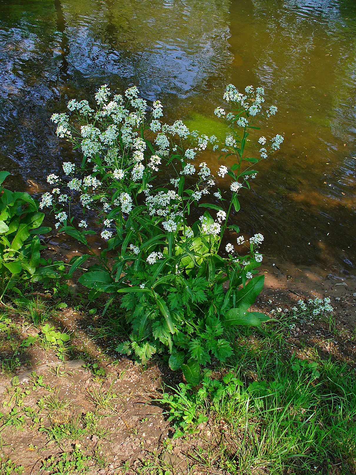 Planta de rábano picante en flor a la orilla de un arroyo, flores blancas sobre hojas grandes