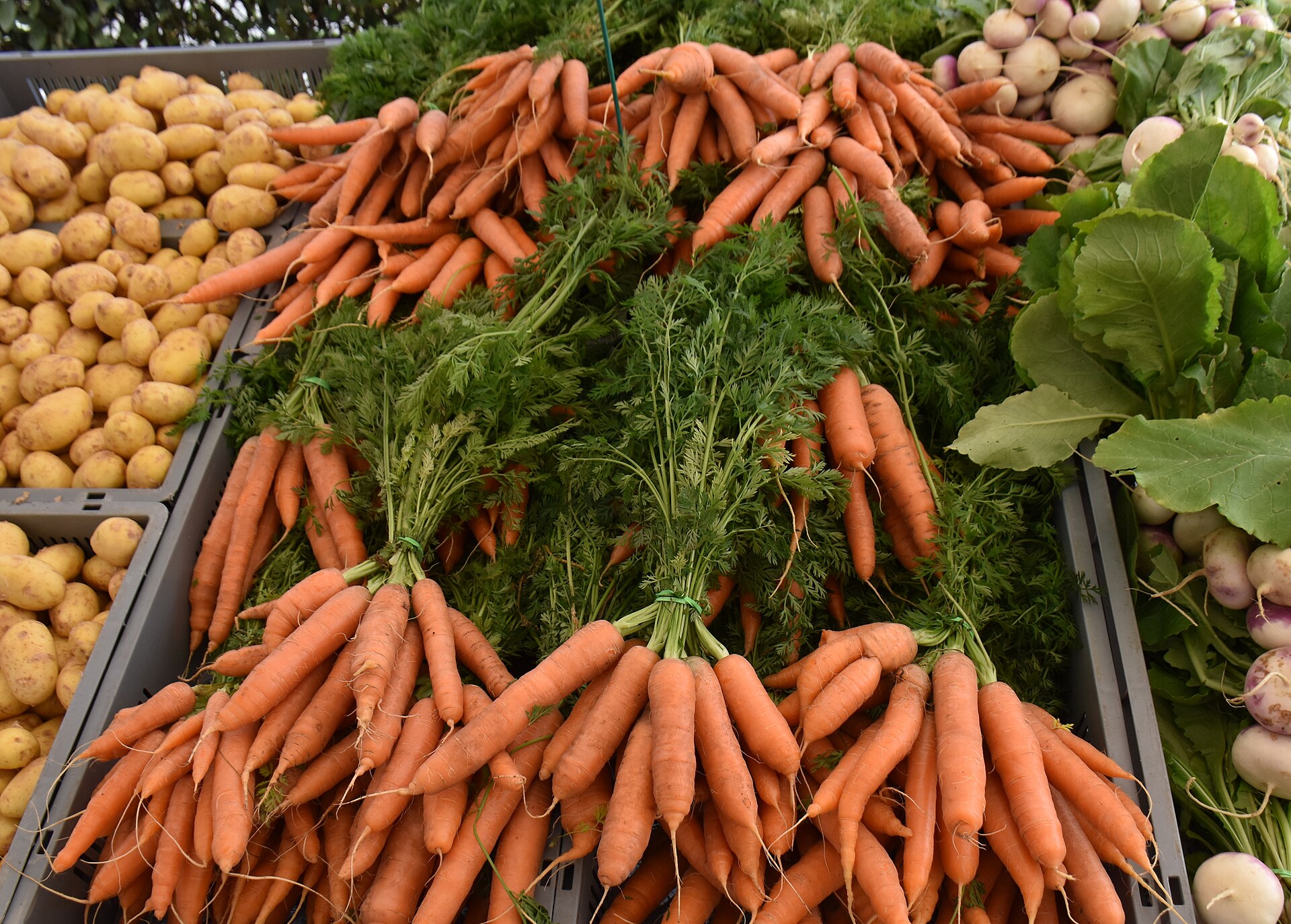 Manojos de zanahoria con su rabo verde en un puesto de mercado