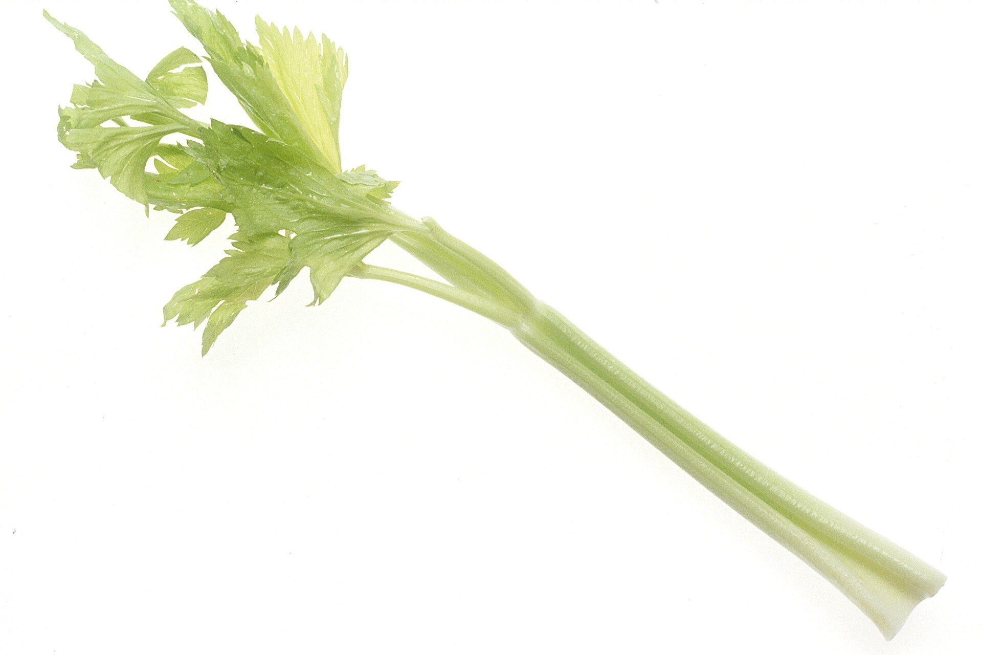 Un tallo de apio con su penacho de hojas verde claro