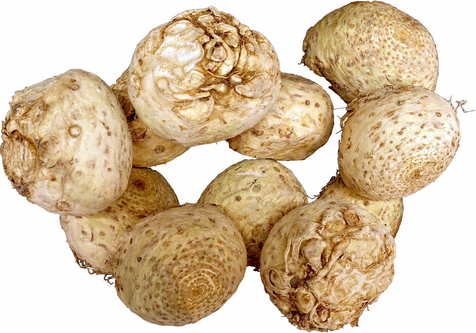 Varios bulbos de apio nabo limpios, de cáscara beige y rugosa