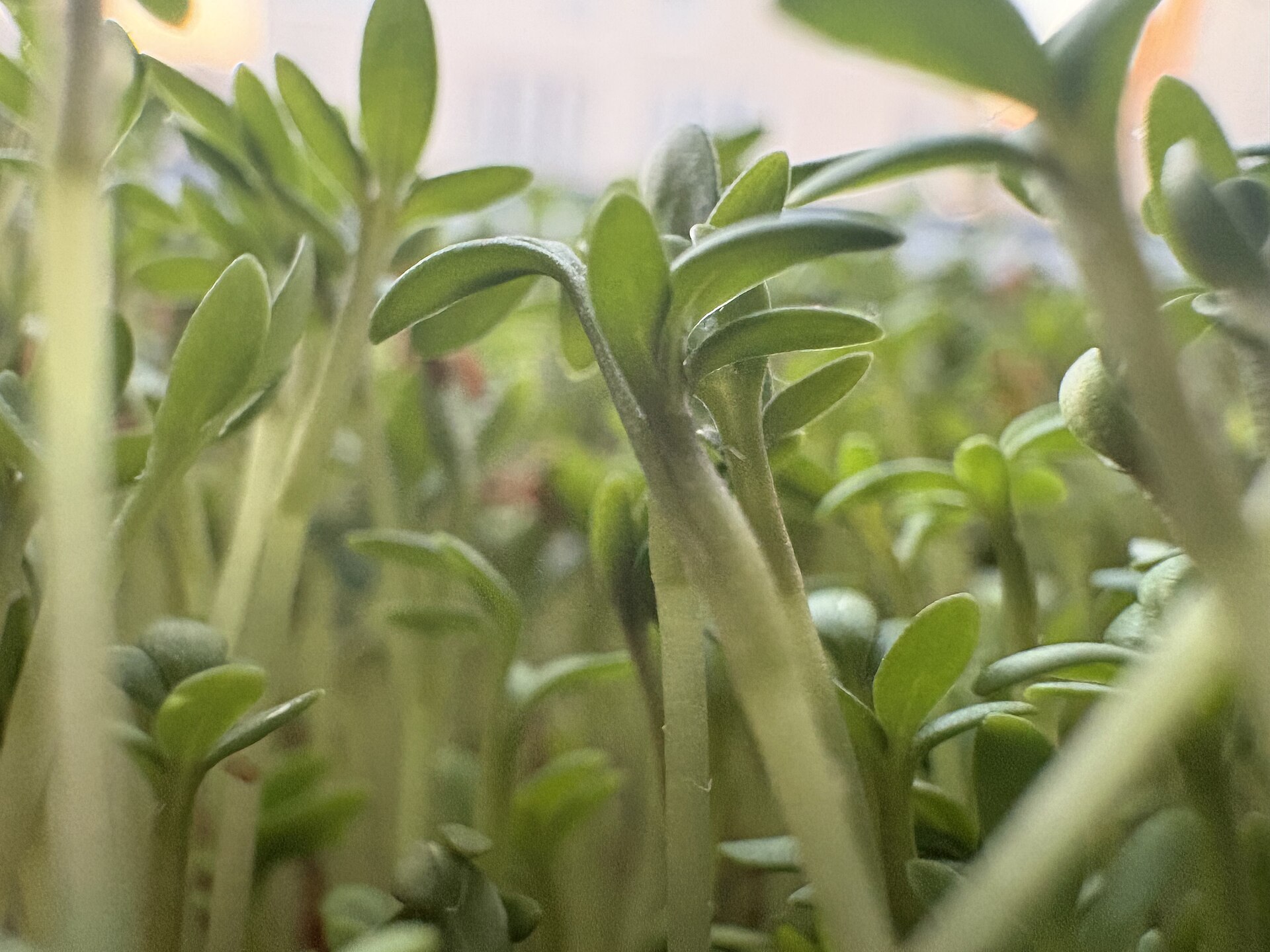 Germinados de berro de jardín muy de cerca, tallos claros con hojitas verdes