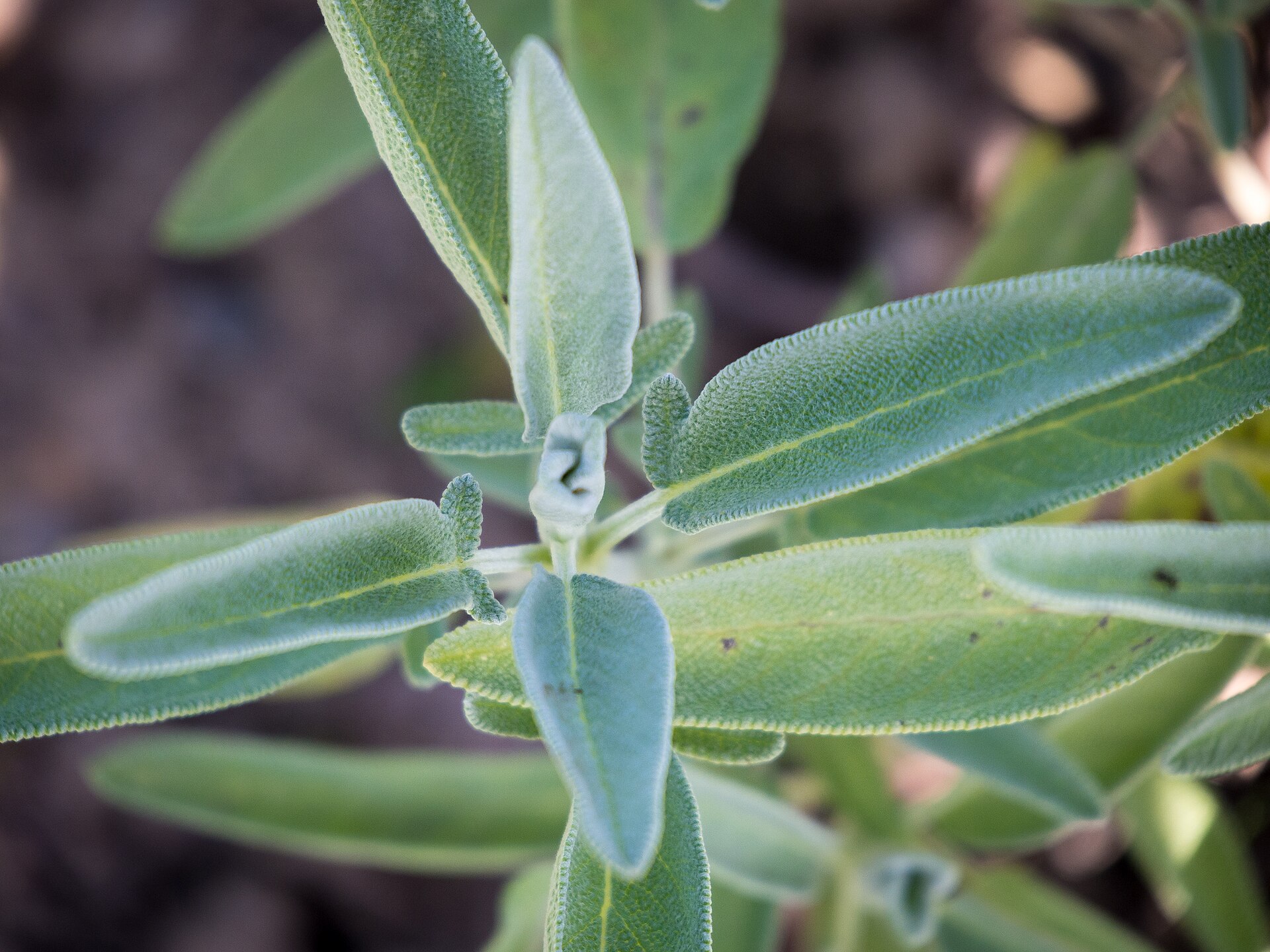 Hojas de salvia de cerca, verde gris, aterciopeladas y con el borde finamente picado