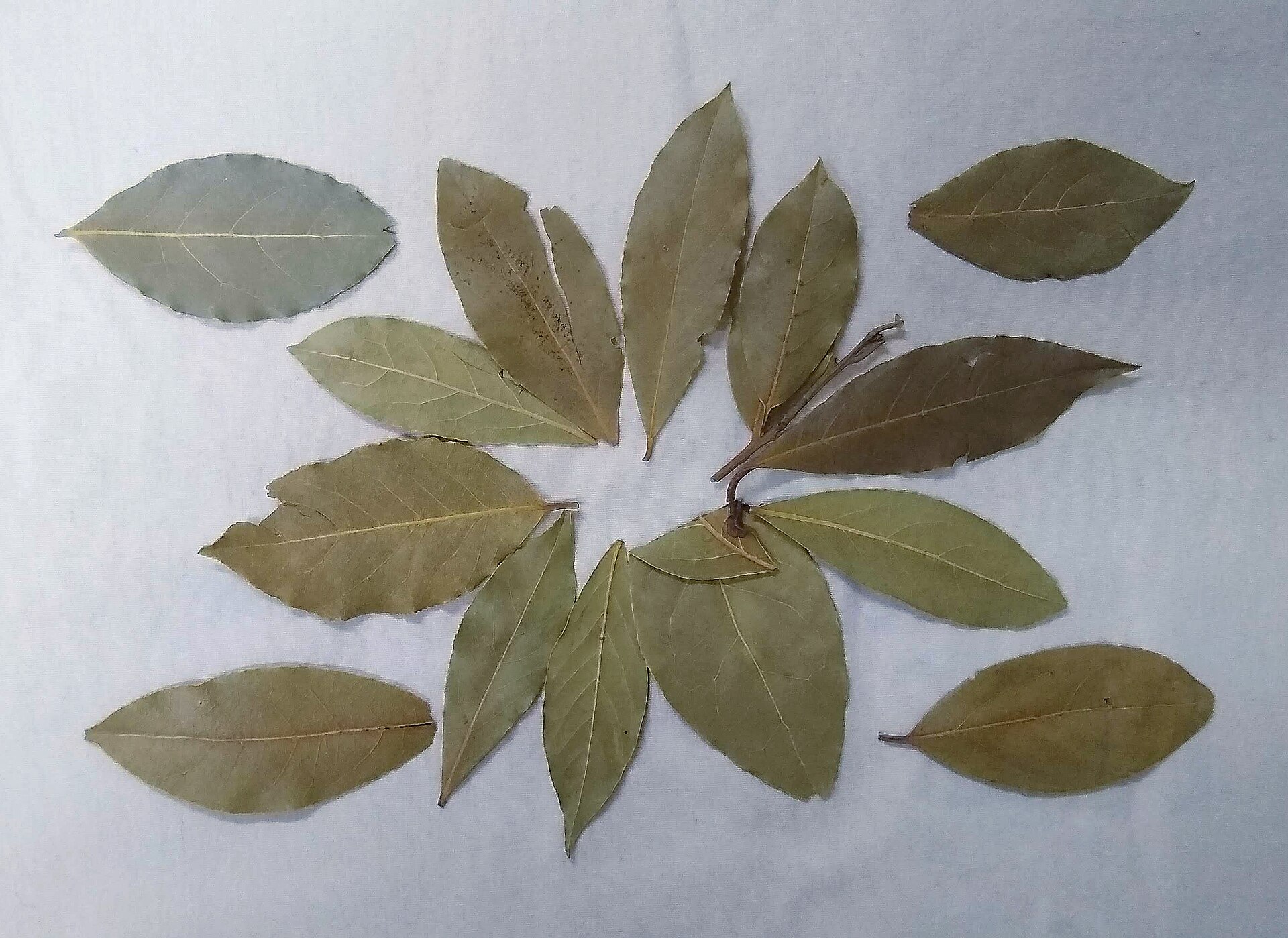 Hojas de laurel secas acomodadas sobre tela clara, tiesas y verde olivo