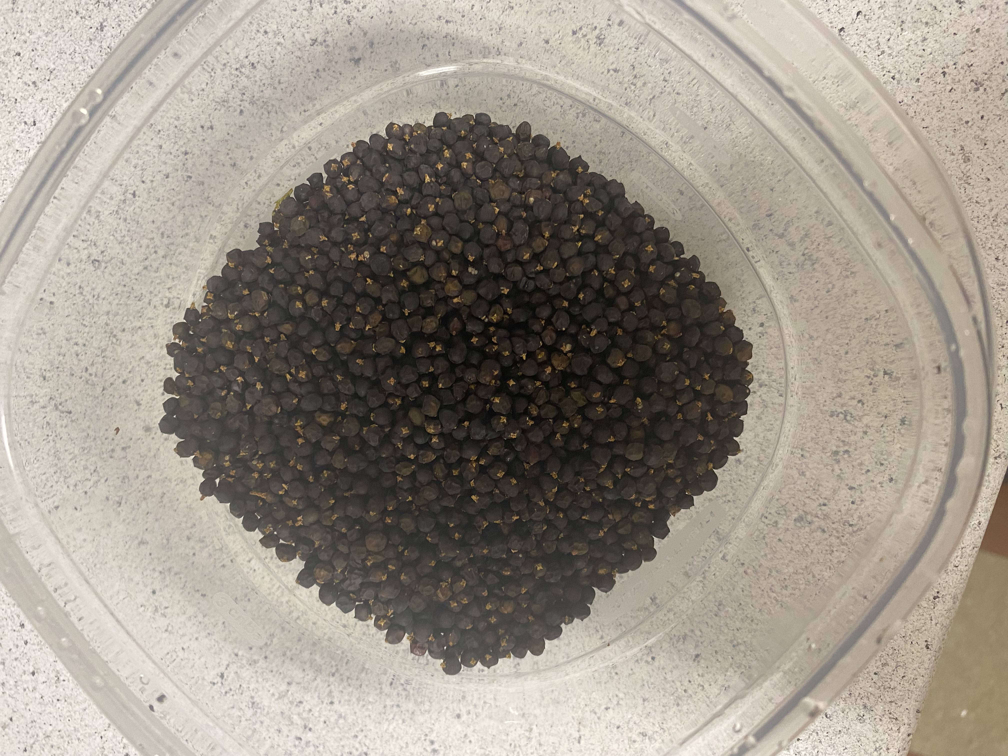 Bayas secas de enebro en un tazón de vidrio, azul oscuro y opacas