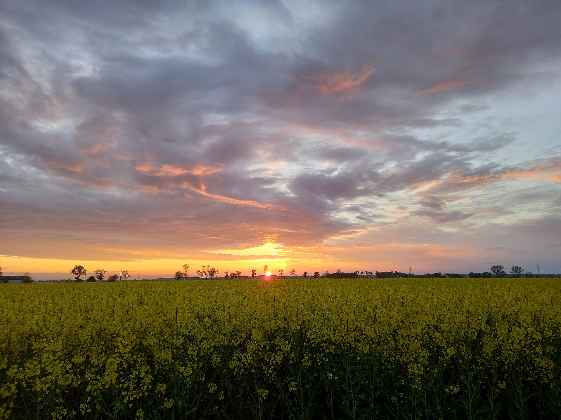 Campo de colza en flor al atardecer