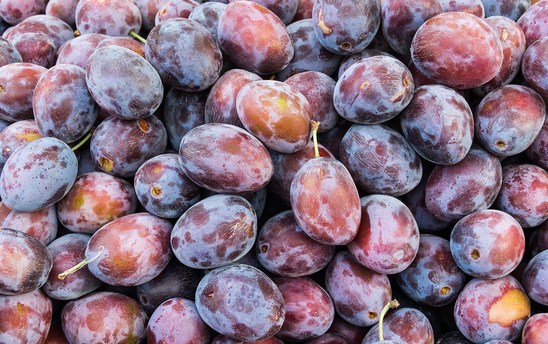 Ciruelas azules maduras con su capa blanca, amontonadas en el mercado