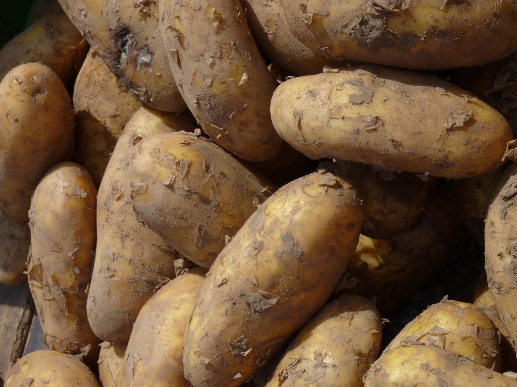 Un montón de papas alargadas y terrosas, de cáscara áspera