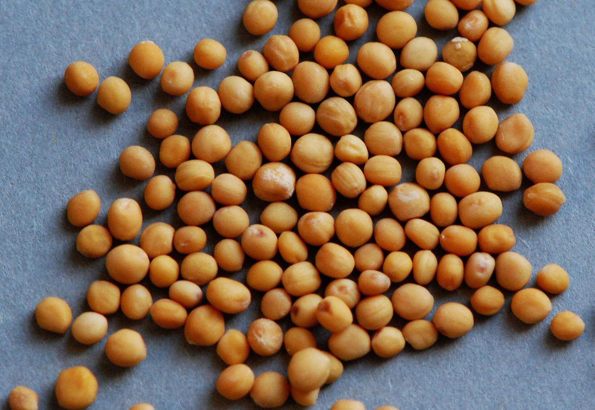 Semillas de mostaza amarilla sobre fondo gris, bolitas redondas en distintos tonos de amarillo