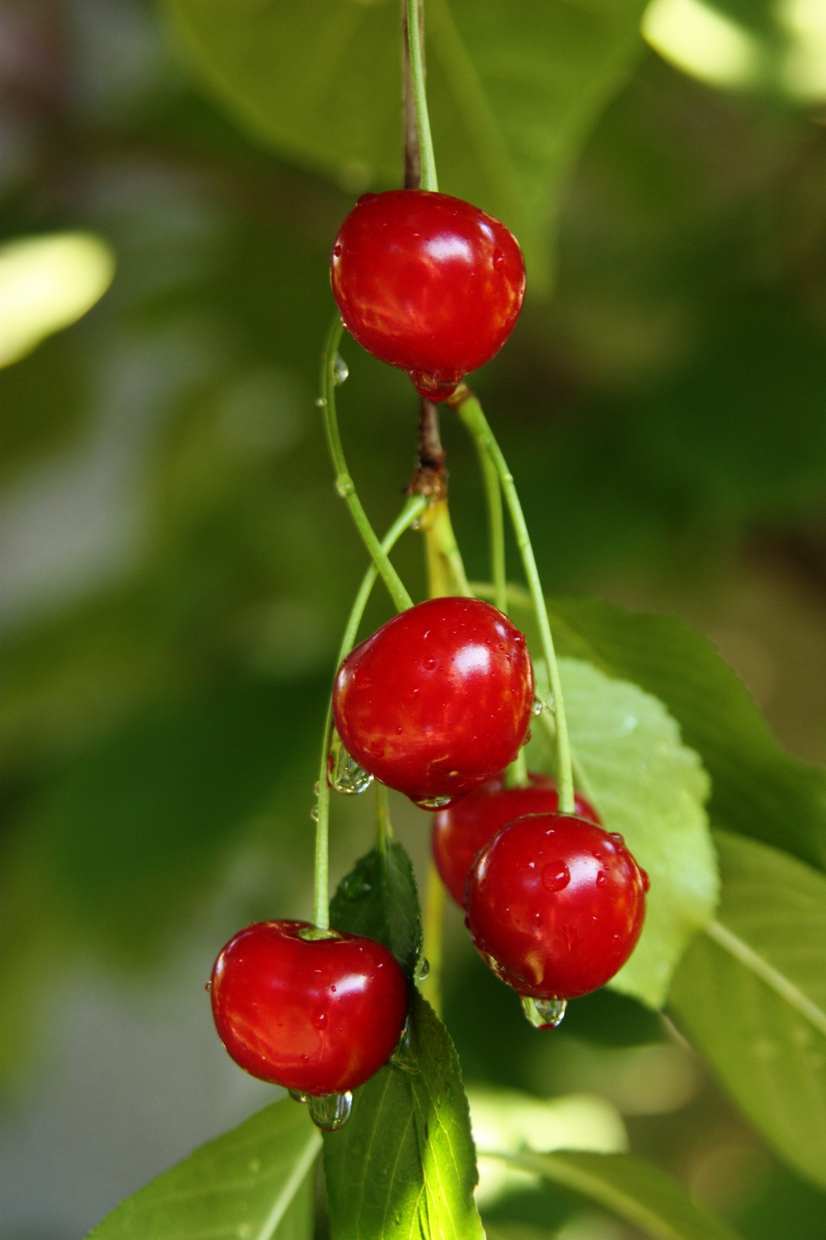 Cerezas ácidas maduras en la rama, mojadas de lluvia