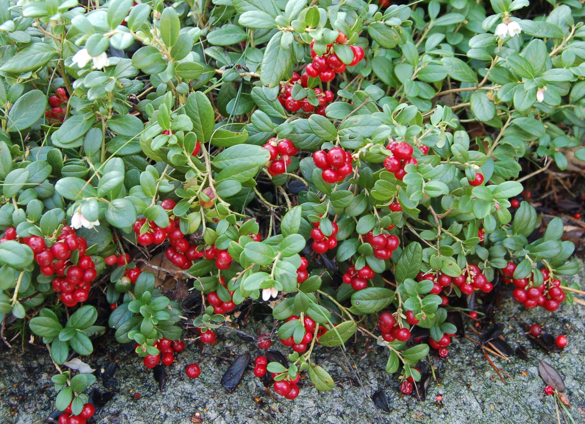 Mata de arándano rojo pegada al suelo, con bayas rojas entre hojas correosas